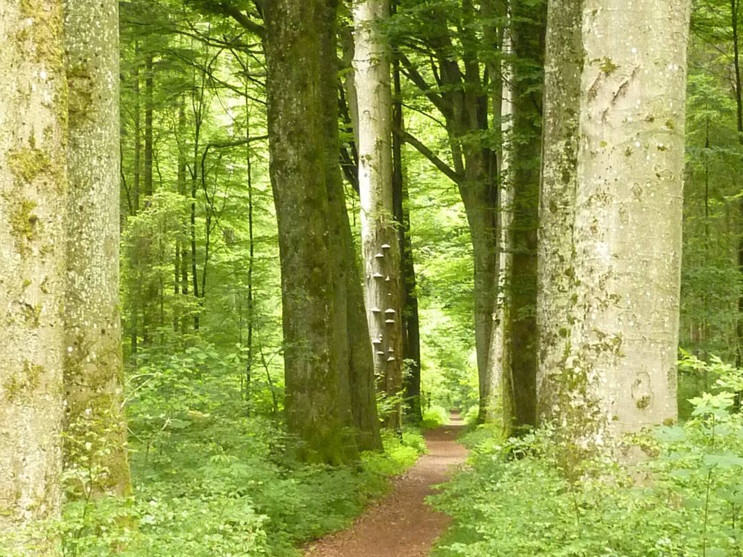 Auf dem Laubgang